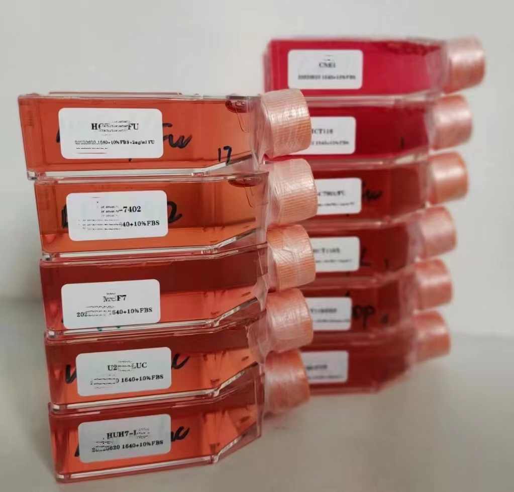 人神經(jīng)膠質(zhì)母細胞瘤耐藥株U343/TMZ　